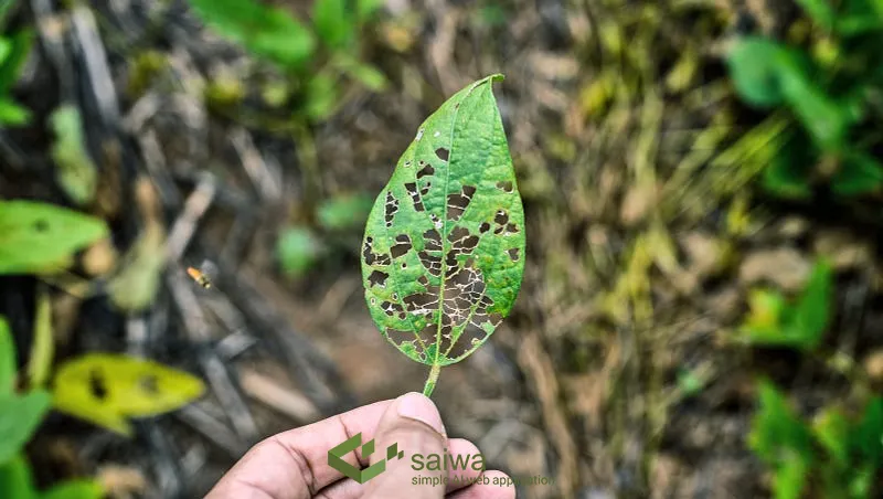 Significance of Leaf Disease Detection