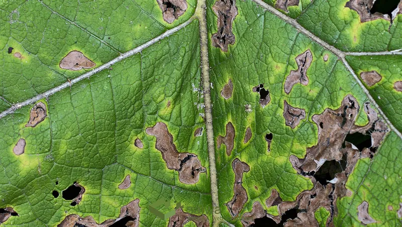 Common Leaf Disease