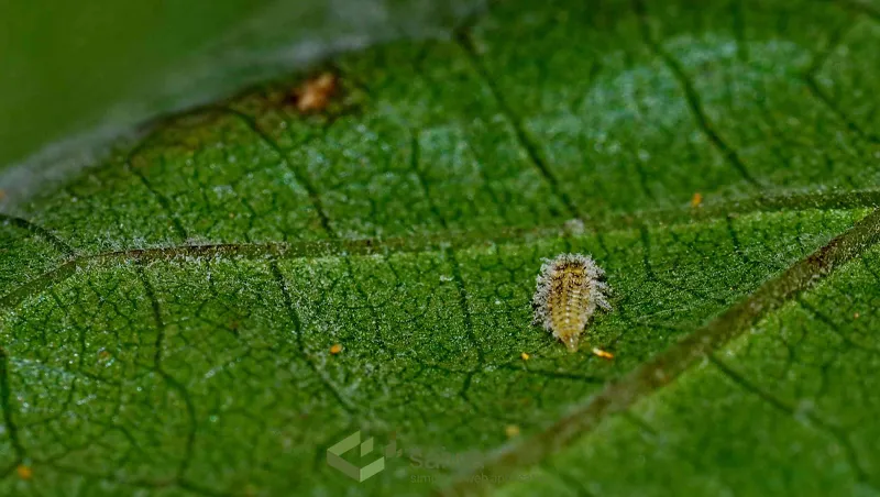 Plant Disease Detection Using Image Processing